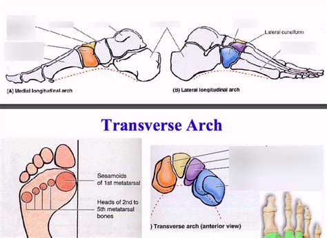 Medial Longitudinal Arch