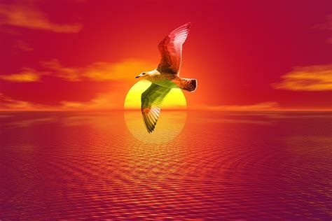 Download Gull, Sunset, Sea. Royalty-Free Stock Illustration Image - Pixabay