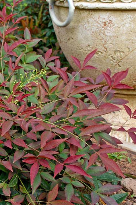 Flirt™ Nandina - Southern Living Plants