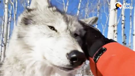 LIVE: Wolf Dog Training at Yamnuska Wolfdog Sanctuary | The Dodo Live ...