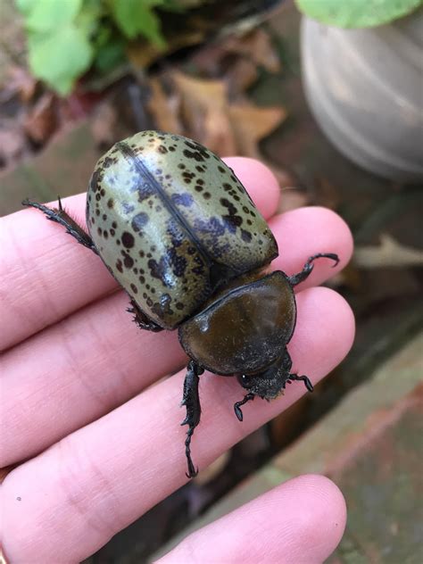 Eastern Hercules beetle female (Virginia) : r/whatsthisbug