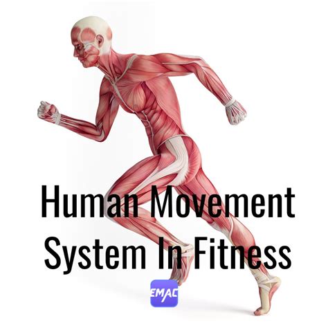 Human Movement System In Fitness – EMAC Certifications