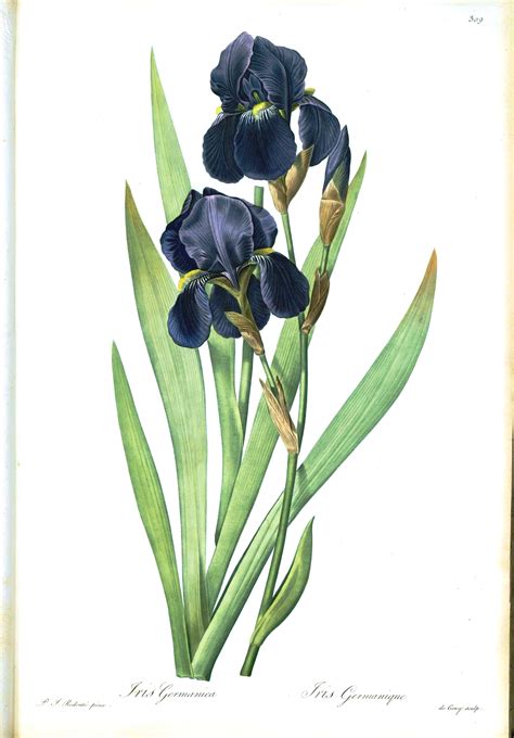 Iris Botanical Drawing at GetDrawings | Free download