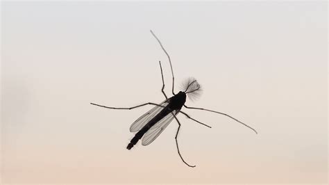 Midge Fly and Hatch Identification - Fly Fishing Insider Podcast