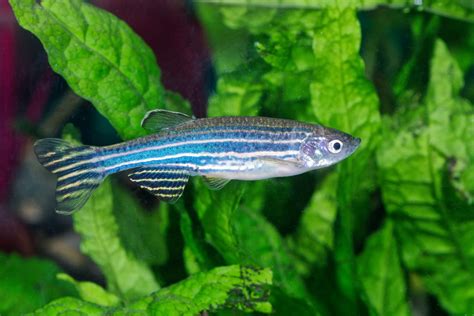 Gene-Edited Zebrafish Models Take Disease Research to the Next Level - Research & Development World