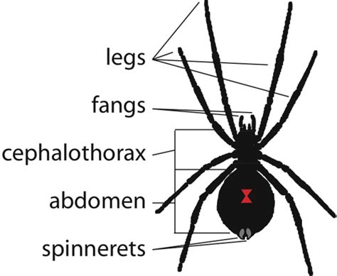 black widow spider facts for kids pic 6 : Biological Science Picture ...