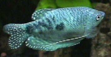 Personal Aquariums: Breeding Opaline Gouramis