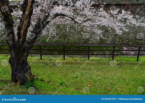 Cherry Blossom of Goryokaku Park, Hakodate, Japan Stock Image - Image of flower, freshness ...