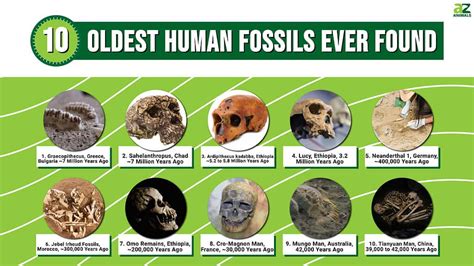 The 10 Oldest Human Fossils Ever Found - A-Z Animals