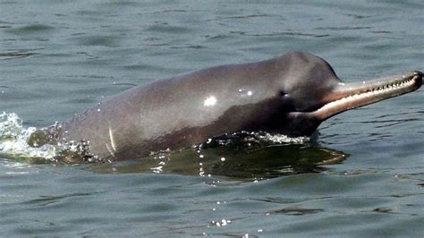 At least 10 species in the Ganga face extinction: Ministry reports - Hindustan Times