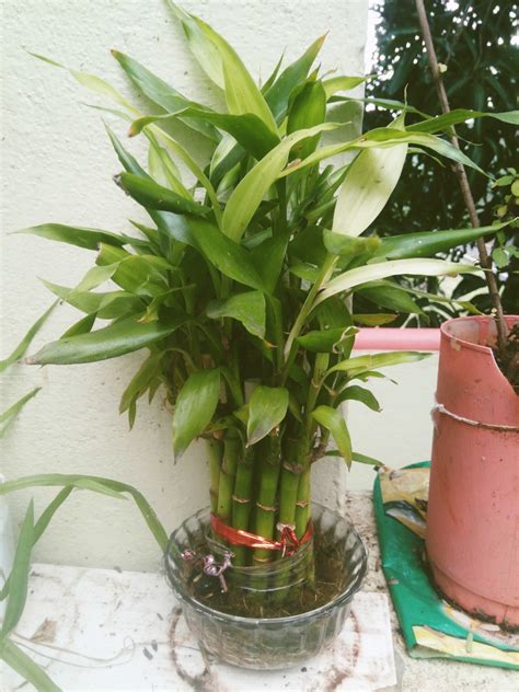 Leesha Nursery Garden - Live with Plants: Lucky Bamboo Tree