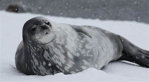 Are Seals Endangered In Antarctica? | Aurora Expeditions