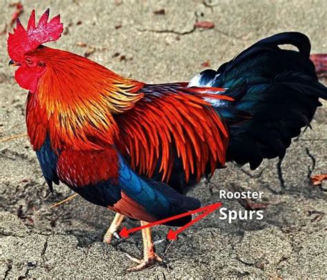 Rooster Spurs: Its need, use, removal, and FAQs