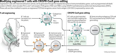 Interview: The first CRISPR gene therapy is safe - CRISPR Medicine