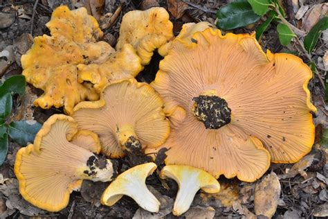 Cantharellus Mushroom Species | The Santa Cruz Mycoflora Project