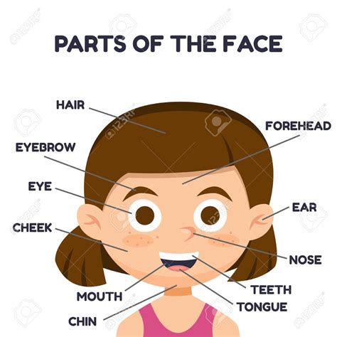 Unit 3 Body Parts Picture (Face) Diagram | Quizlet