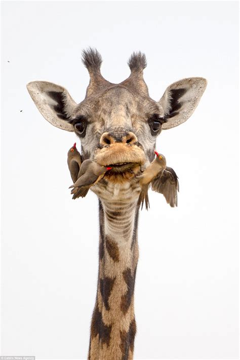 Oxpeckers clean the teeth of giraffe in Tanzania | Daily Mail Online