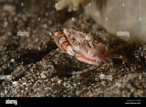 Scuba diving in North Sulawesi Stock Photo - Alamy