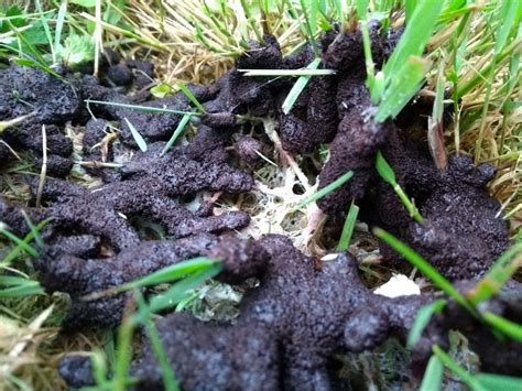 Dog Sick Slime Mould (mucilago crustacea) 24 hours after appearing it turns black | Slime mould ...