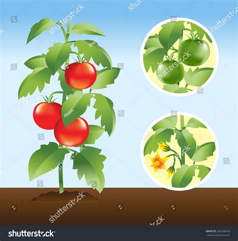 Tomato Plant Stages Poster Stock Vector (Royalty Free) 226599418 ...