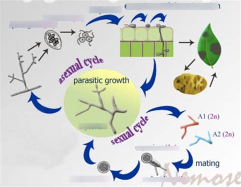 Oomycota Life Cycle