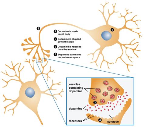 Figure 2.1, A Neuron and its Parts - Facing Addiction in America - NCBI Bookshelf