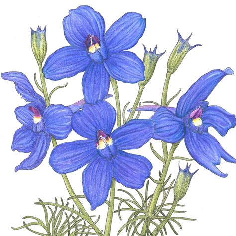 Larkspur Drawing at PaintingValley.com | Explore collection of Larkspur Drawing