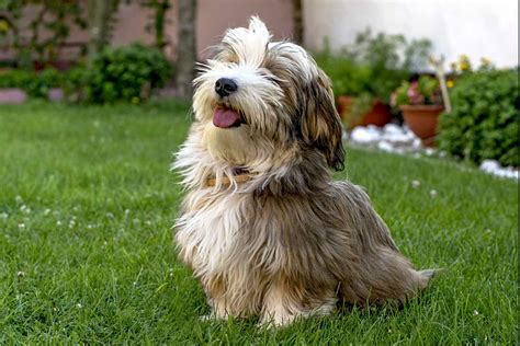 Havanese Dog Breed Information & Characteristics | Daily Paws