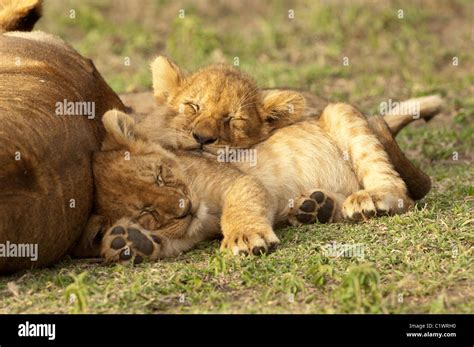 Sleeping lion cub hi-res stock photography and images - Alamy