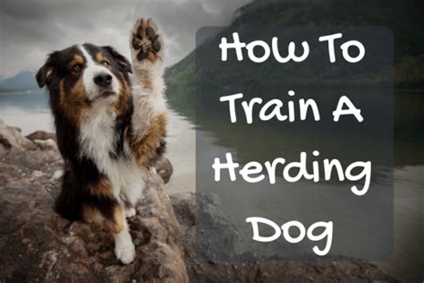 How To Train A Herding Dog - SpiritDog Training Online Dog Resources