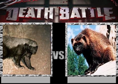 Deathbattle163: Honey Badger vs Wolverine by Mr-Wolfman-Thomas on ...