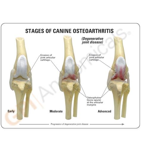 Canine Knee Anatomical Model 4-Stage Osteoarthritis