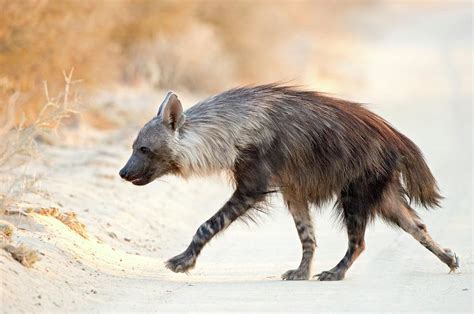 Brown Hyena Photograph by Tony Camacho - Fine Art America