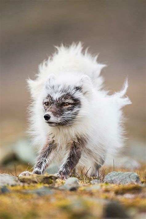 An arctic fox going through fur change from winter to summer. : r/aww