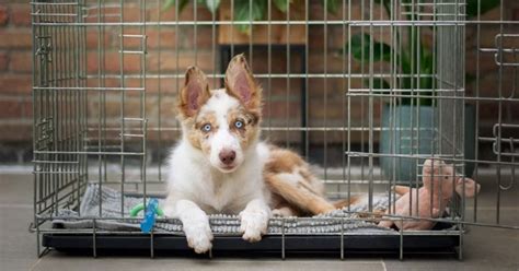 6 Crate Training Pros and Cons: Will Your Pup Hate You?