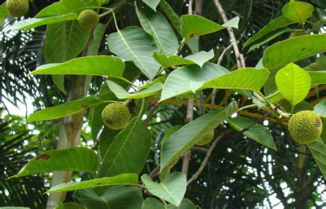 Anthocephalus Indicus - Kadamba Tree | Large evergreen tree … | Flickr