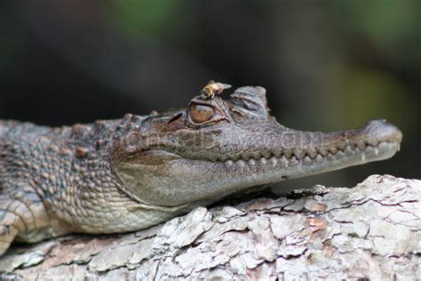 Crocodile