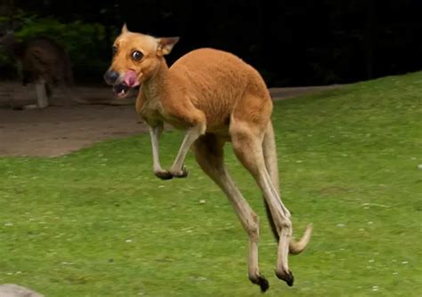 I photoshopped my dogs face onto a kangaroo - Meme Guy