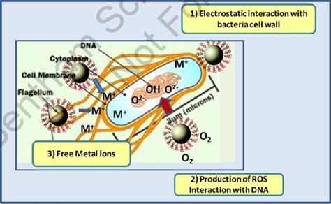 Antimicrobial mechanisms of nanoparticles. | Download Scientific Diagram