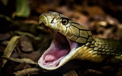 The Science Behind Snake Yawning: What's Really Happening - Reptile Jam