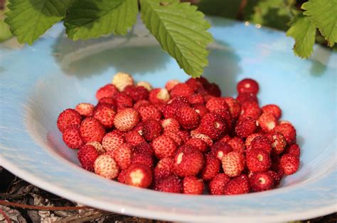 Fraise des bois (Fragaria vesca), un arôme incomparable