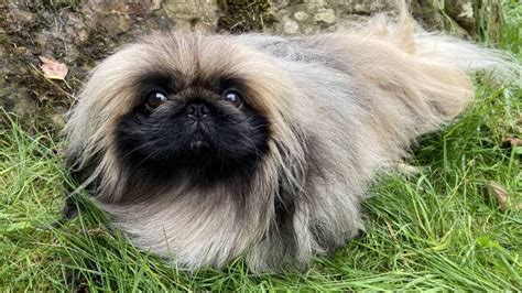 All About Tricki, All Creatures Great and Small's Pampered Pekingese