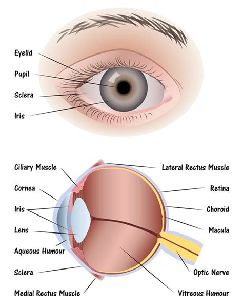 CIENCIASMEDICASNEWS: Anatomy of the Human Eye