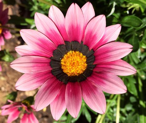 Gazania Garden Leader Mix Seeds - Gazania Rigens