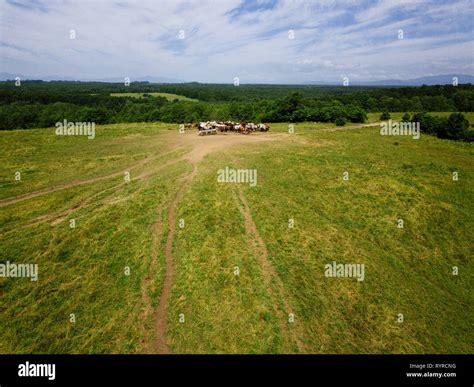 Aerial view of horses in ranch Stock Photo - Alamy