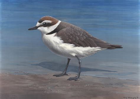 Kentish Plover – Emily Willoughby Art