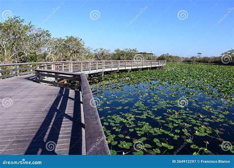 Anhinga Trail Boardwalk in Everglades National Park on Calm Sunny ...