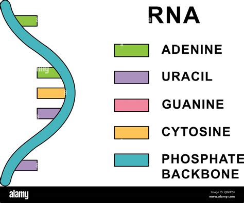 Uracil Structures