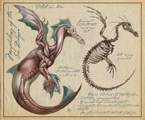 ArtStation - Sea dragon anatomy