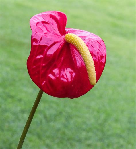 Anthurium (Anthurium, Flamingo Flower, Flamingo Lily, Laceleaf, Tailflower) | North Carolina ...